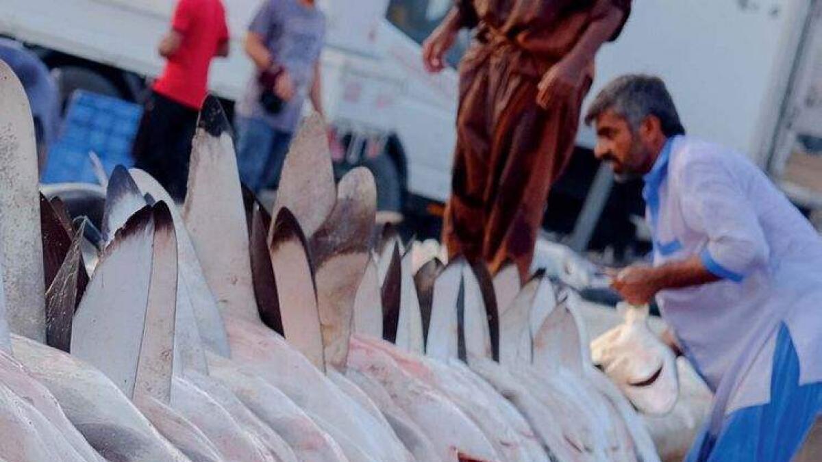 Dubai cracks whip on illegal trade of sharks