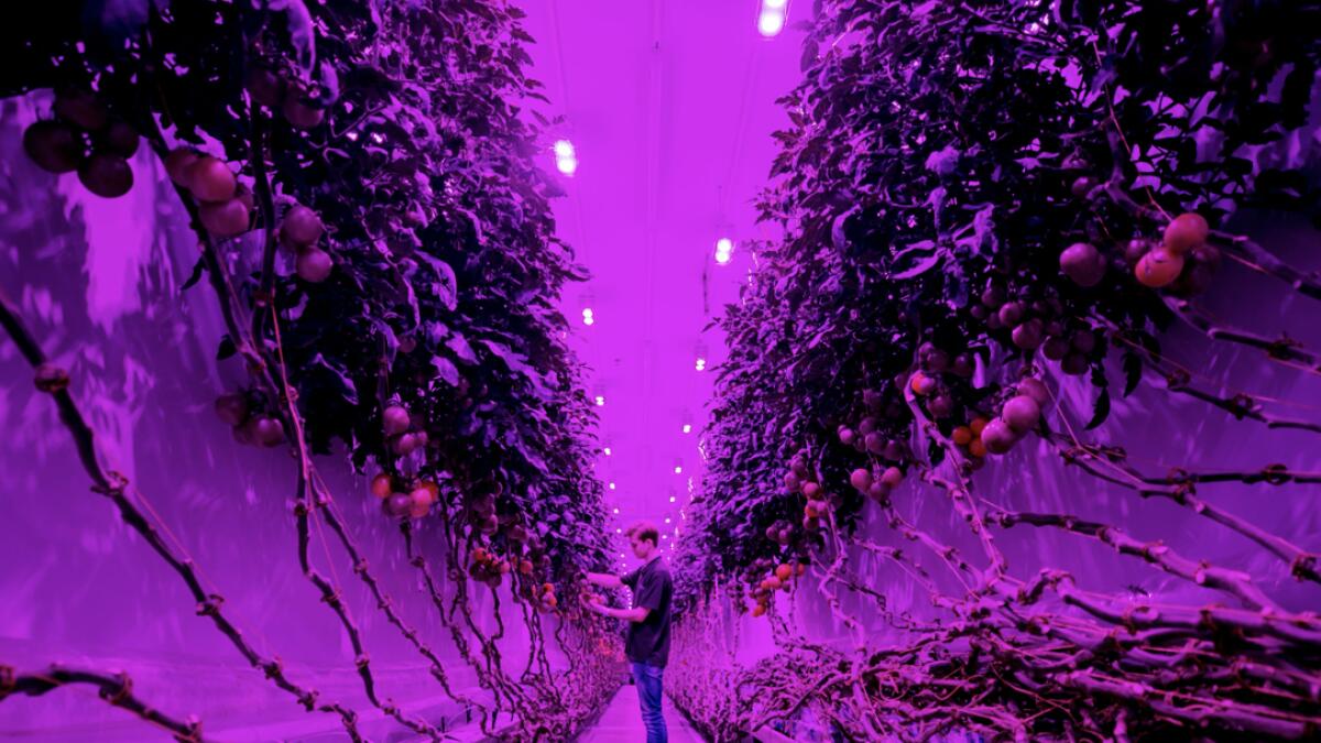 An employee works at the PlantLab production hall in Amsterdam, The Netherlands. The company grows crops in high-tech cultivation areas, which no longer require daylight and can be grown in stacked layers. Photo: AFP