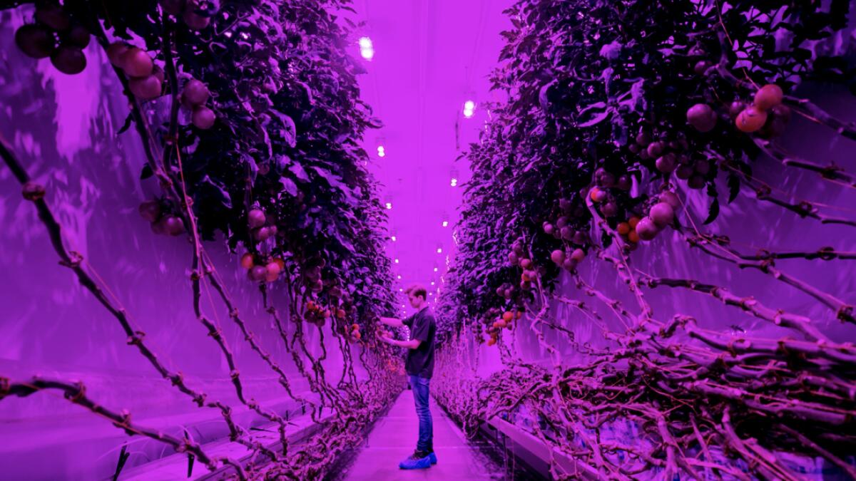 An employee works at the PlantLab production hall in Amsterdam, The Netherlands. The company grows crops in high-tech cultivation areas, which no longer require daylight and can be grown in stacked layers. Photo: AFP