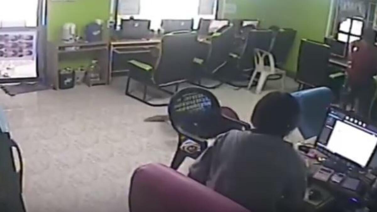 Video: Flying snake attacks customers at internet café