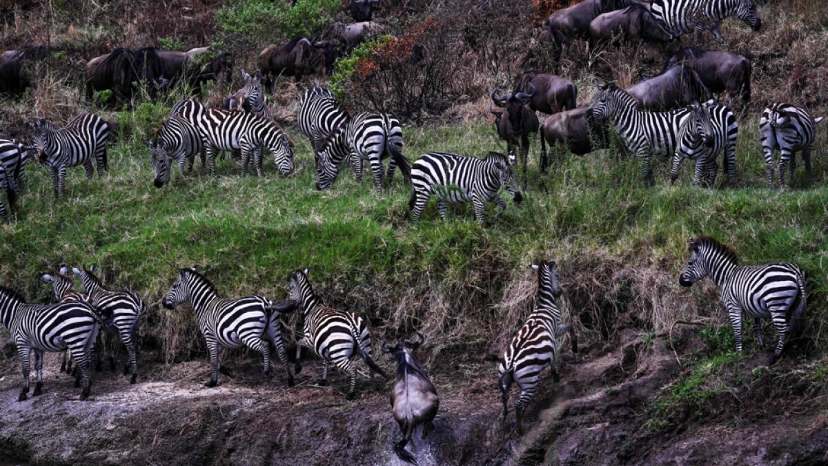 Initial herds of wildebeest and zebra arrive at the Sand River, on the banks of Tanzania's Serengeti National Park before crossing onto Masai Mara on the Kenyan side during the start of the spectacular annual migration. Photo: AFP
