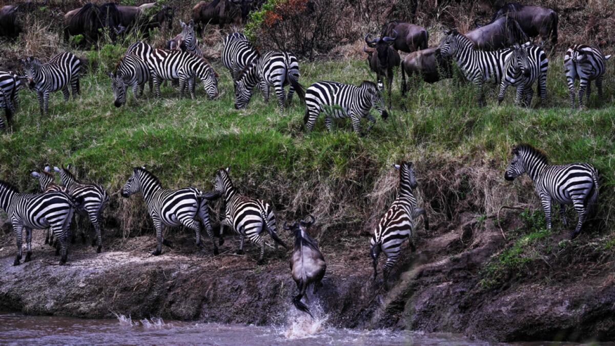 Initial herds of wildebeest and zebra arrive at the Sand River, on the banks of Tanzania's Serengeti National Park before crossing onto Masai Mara on the Kenyan side during the start of the spectacular annual migration. Photo: AFP