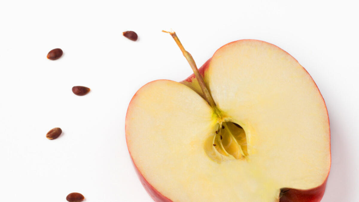 Dont chew apple seeds warns municipality 