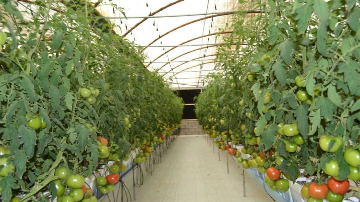 Abu Dhabi farmers to harvest 31,050 tonnes of produce 
