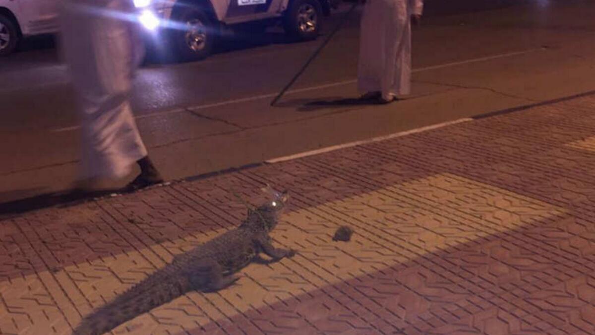 Video: Residents surprised to see crocodile strolling on Saudi street