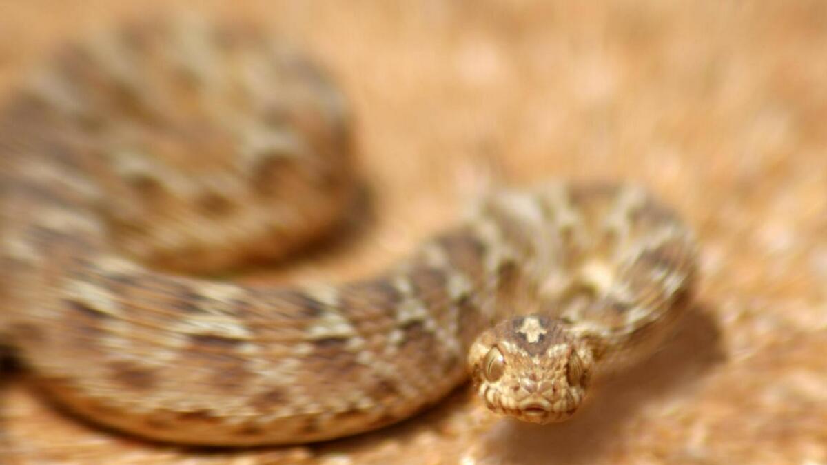 Residents cautioned as worlds deadliest snake spotted in UAE 