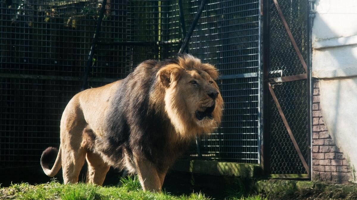 Zoo evacuated after lion escapes from cage in Belgium