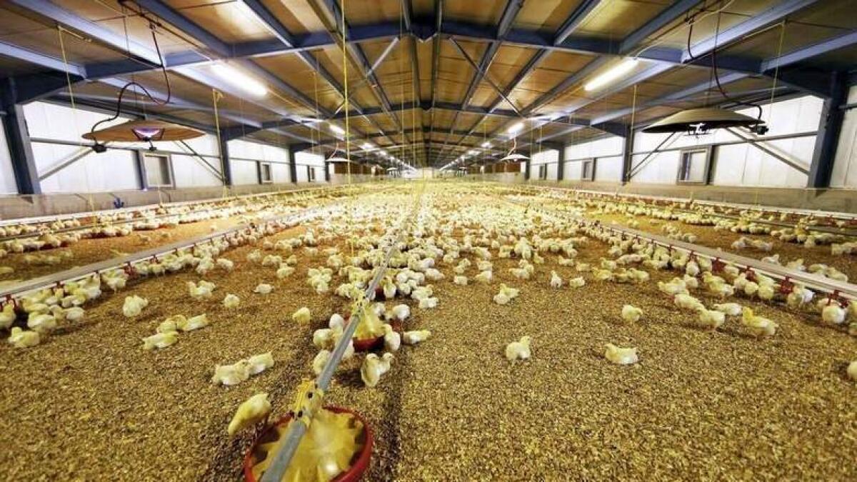 Ministry lifts ban on French poultry products   