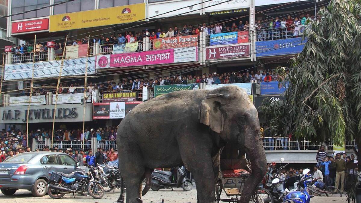 WATCH: Elephant on the loose creates havoc in Indian town