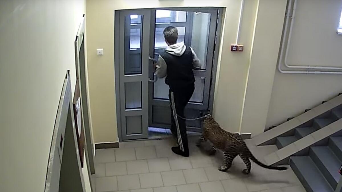 Video: Man takes pet leopard for a walk in park