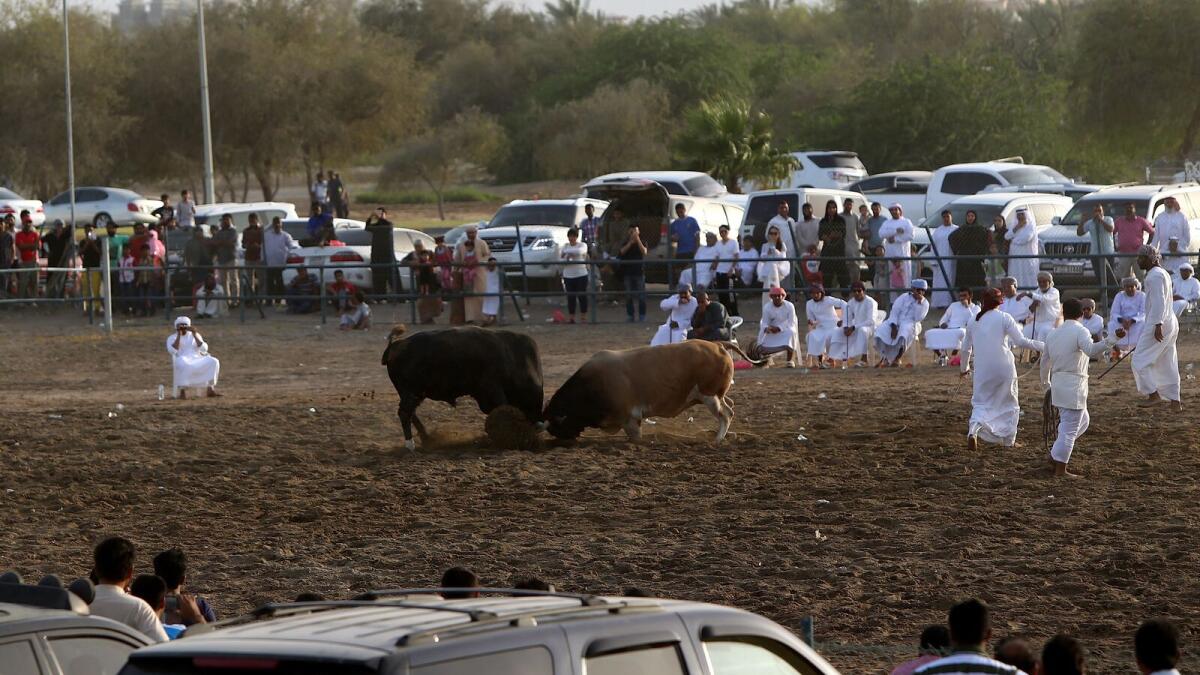 The sport sees visitors from across the UAE flock the ring.
