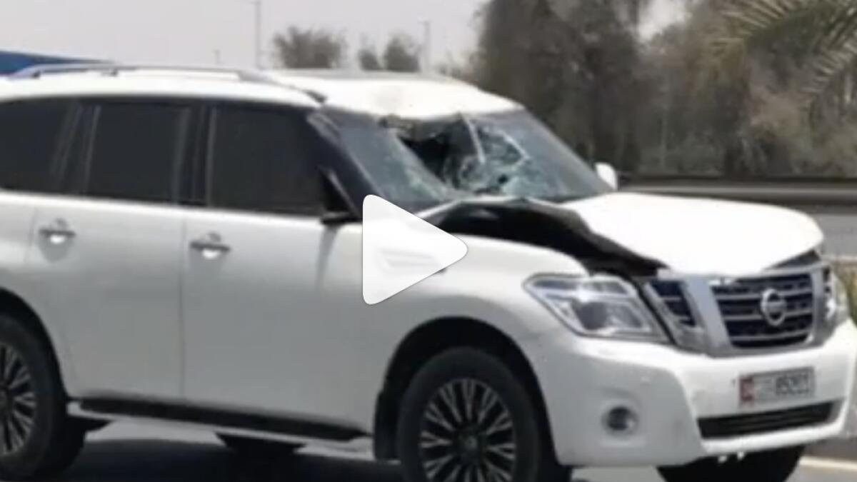 Camel dies in tragic UAE traffic collision 