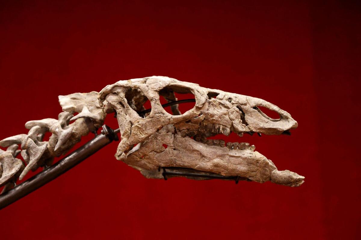 The skull of an adult dinosaur skeleton named Barry. – Reuters