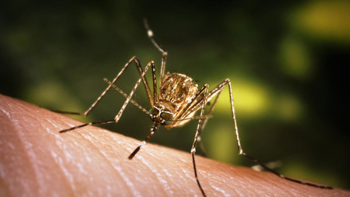 Genes decide if mosquito will bite you or not