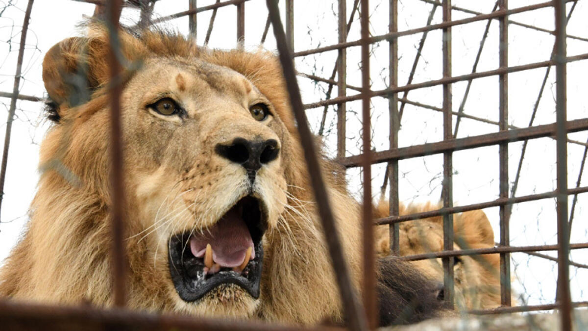 Lion kills zoo worker after escaping locked area