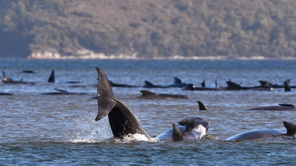 whales, Australia
