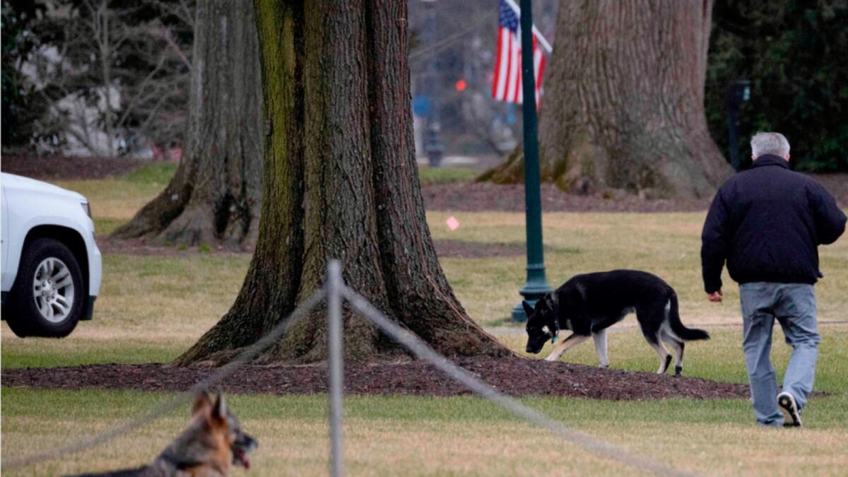 First dogs Champ and Major Biden are seen on the South Lawn of the White House in Washington, DC. — AFP