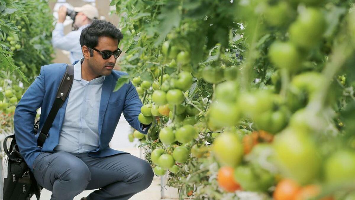 Plants grow without soil in this Abu Dhabi farm