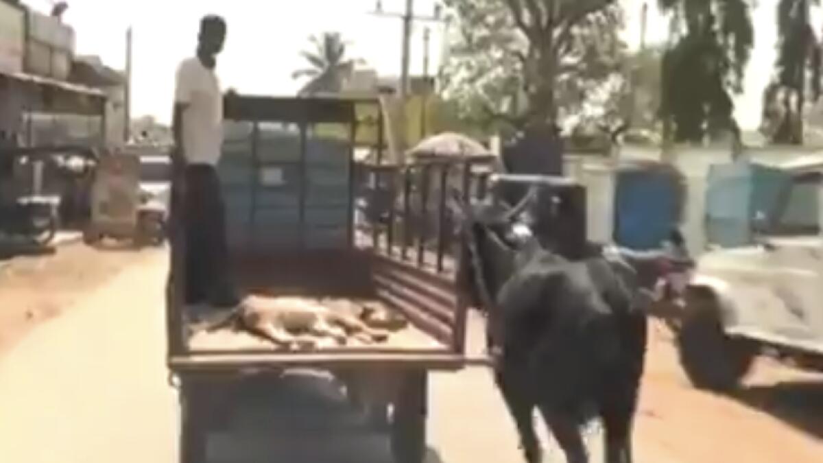 Video: Cow frantically follows its injured calf to hospital