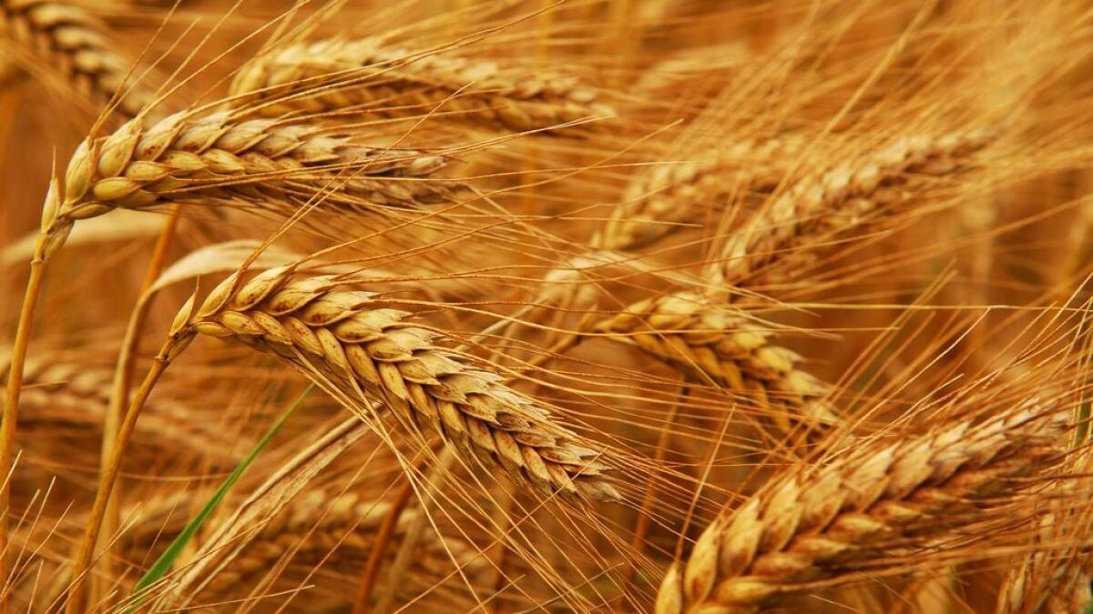 Saudi Arabia to import 740,000 tons of wheat from Europe
