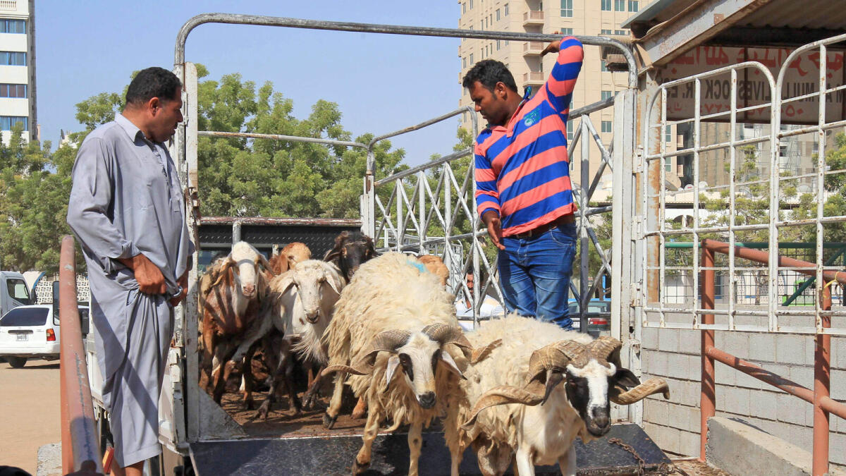 A stock of lambs being unloaded at the Sharjah cattle market.– Photo by M.Sajjad/ Khaleej Times
