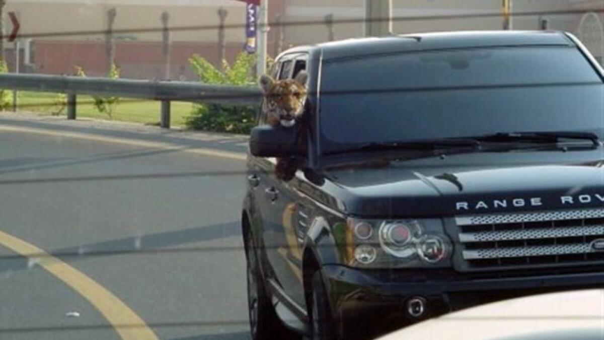 Just a tiger cruising down the road in the latest Range Rover.