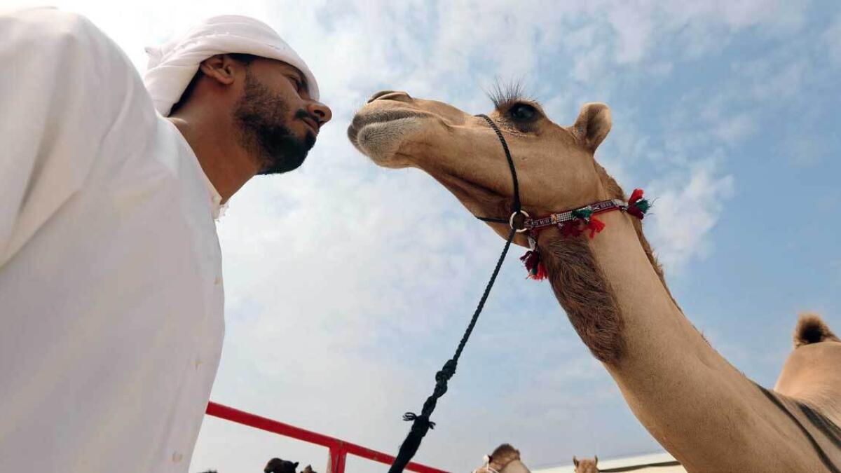 Bedouin days, at Abu Dhabi, Al Dhafra Festival, camels, falcons, horses, salukis, dates, traditional music, soulful poetry, dances, Bedouin lifestyle