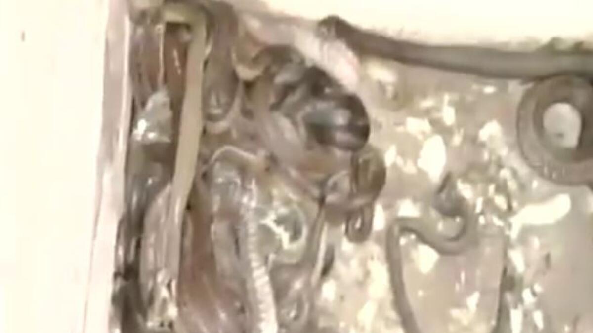 Watch: Over 70 cobras, vipers seized from house