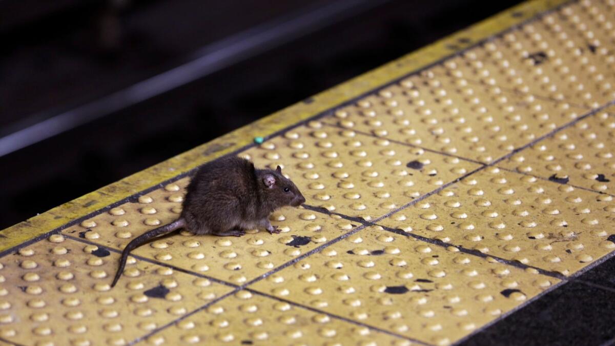 A rat crosses a Times Square subway platform in New York. — AP file