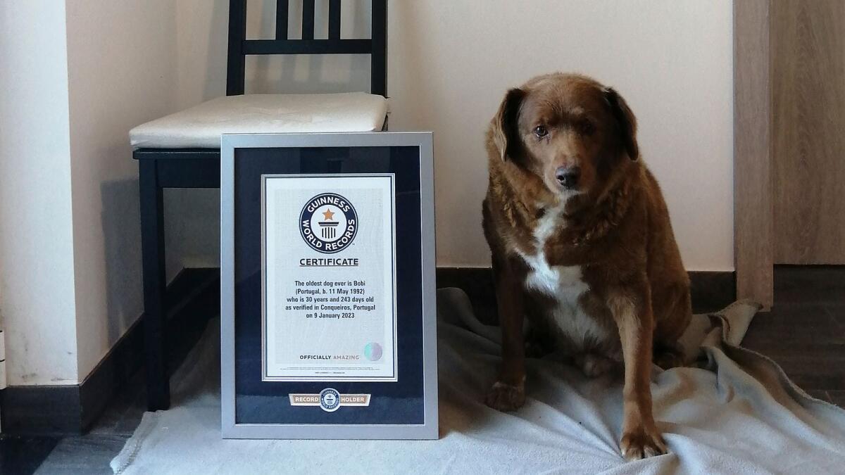This 2023 image provided by Guinness World Records shows Bobi in Conqueiros, Portugal. — AP file