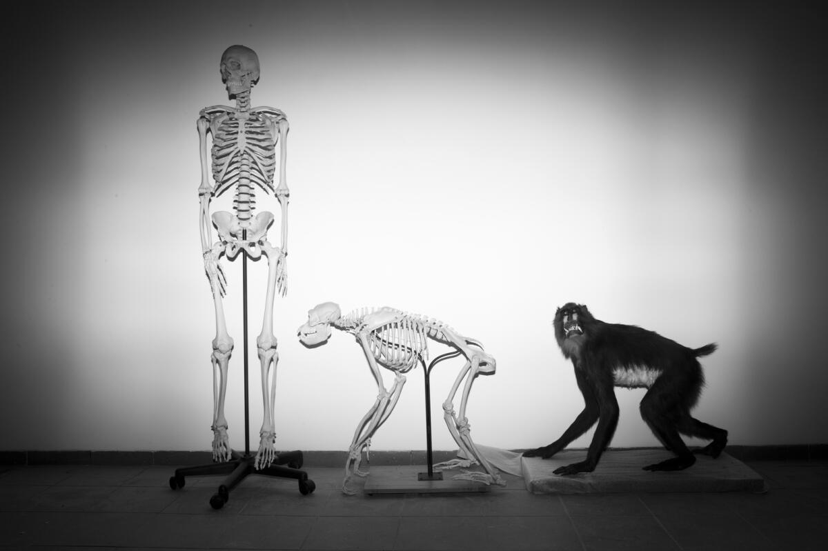 Skeletons of a human and a monkey await installation at the Steinhardt Museum of Natural History in Tel Aviv, Israel, on Monday, Feb 19, 2018. — AP file