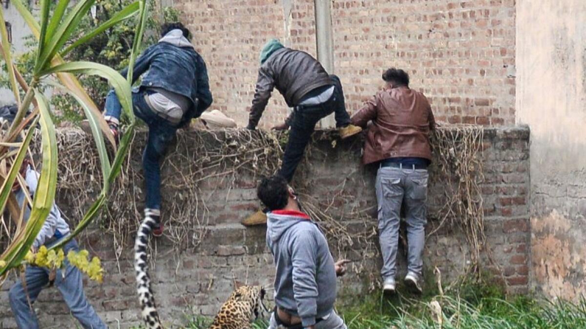 Video: Stray leopard causes panic in Indian city, attacks four