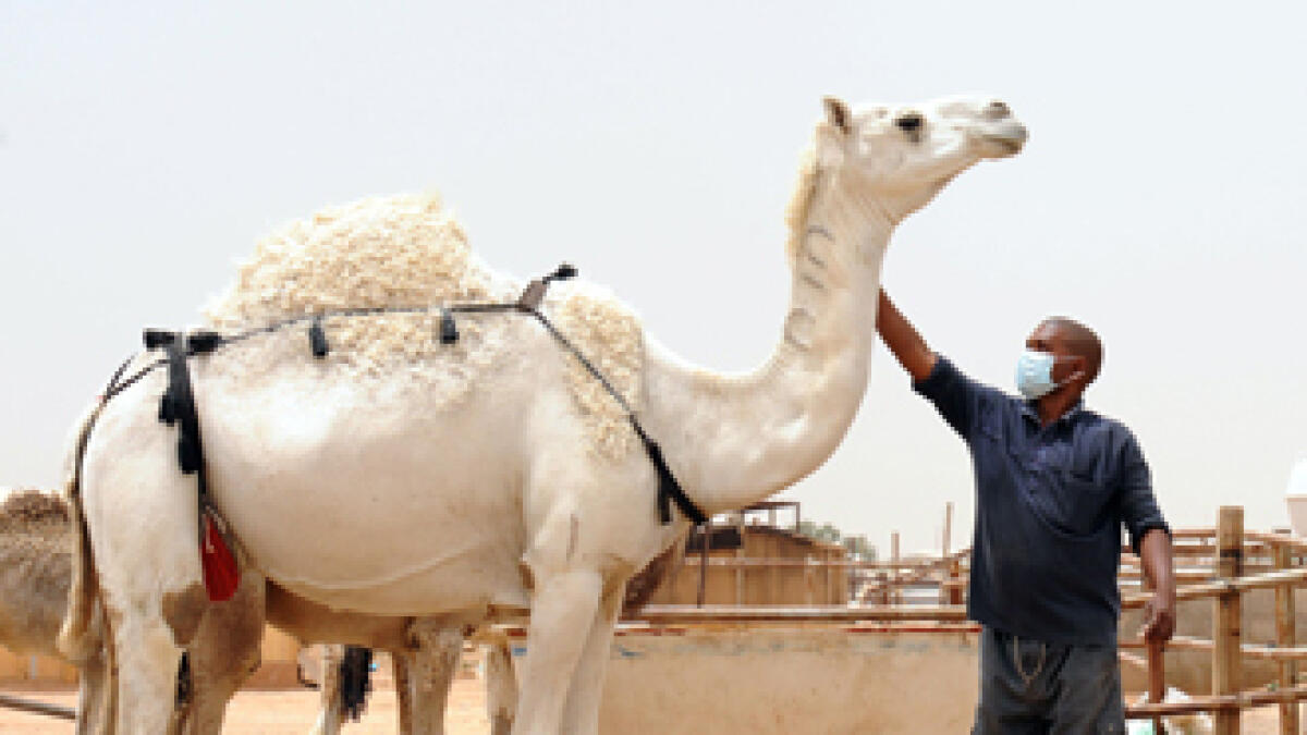 Mers: Saudi issues more warnings on handling camels