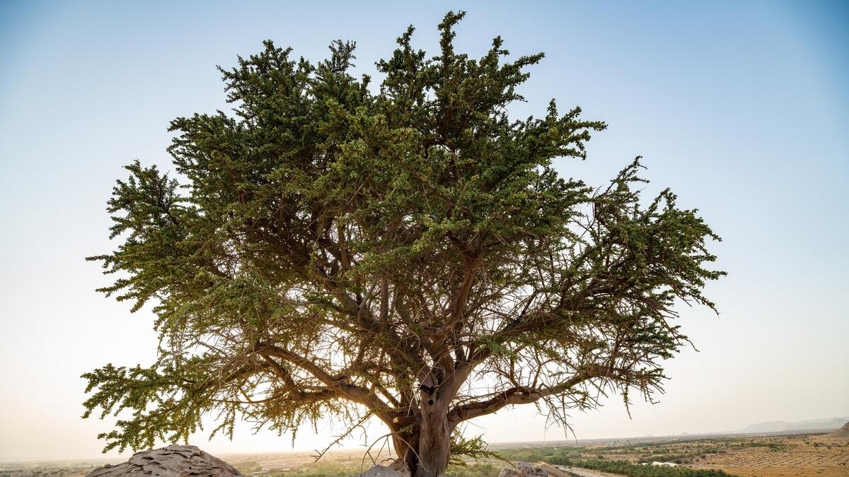  Abu Dhabi, tree, 100-year-old tree, uae