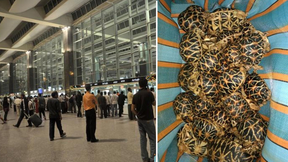 199 live turtles seized from UAE nationals at Indian airport