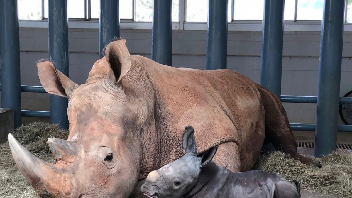 White rhinoceros Kendi, left, shows off a baby male rhino she gave birth to on Sunday at Disney's Animal Kingdom at Walt Disney World Resort in Florida.