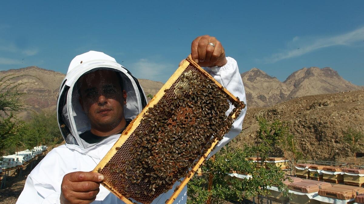 Another popular destination in Hatta is the Bees Park, the first of its kind in the Middle East. Guests are introduced to various kinds of bees and asked to wear a safety and protection vest. They get the chance to see how pure honey is produced and to taste it. The queen bee is sold to farmers and interested bee growers between Dh2,000 and Dh2,500.