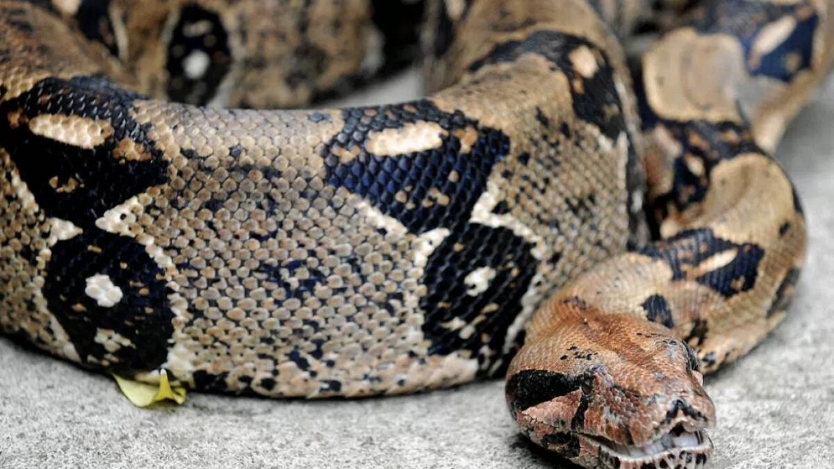 Woman finds 7-foot-long snake hiding in washing machine