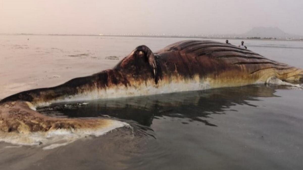 Video: 15m-long whale beaches itself on Saudi shoreline 