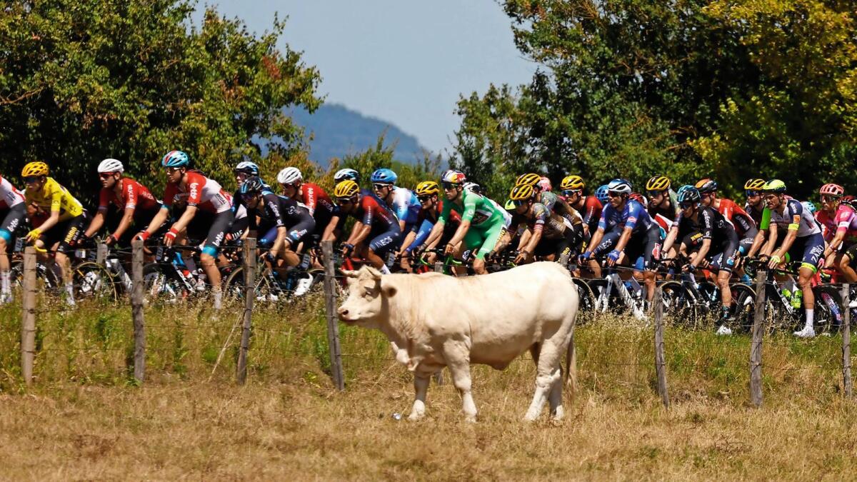 Riders during stage 13 from Le Bourg d'Oisans to Saint-Etienne. — Reuters