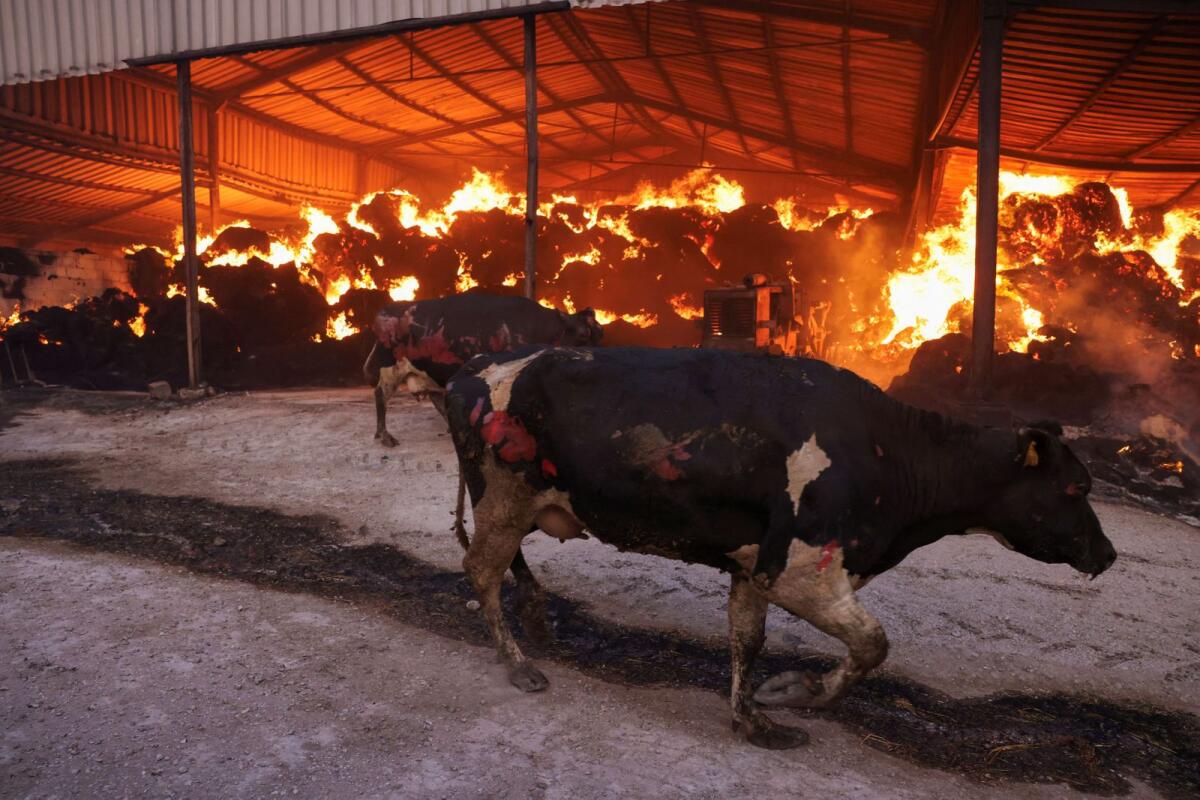 Injured cows are seen inside a burning farm as a wildfire burns in Sesklo in central Greece on Wednesday. — Reuters