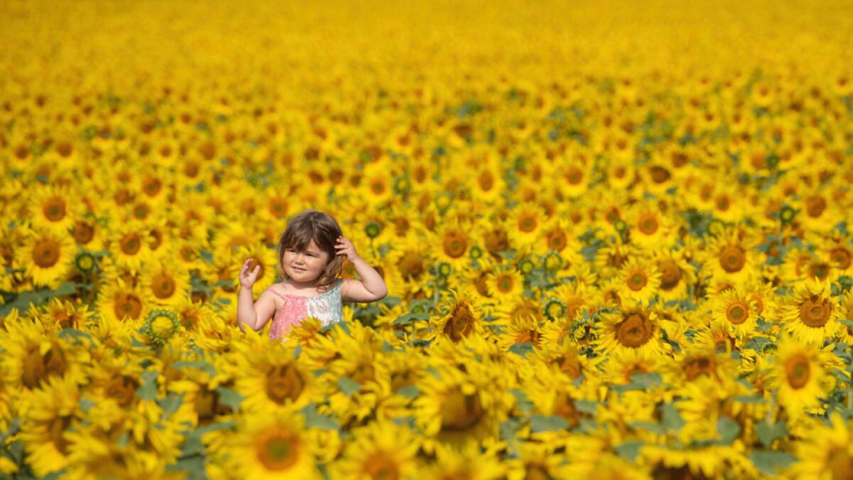 Two-year old Jessica Sanderson amongst the sunflower fields at Vine House Farm near Baston, England. Photo: AP