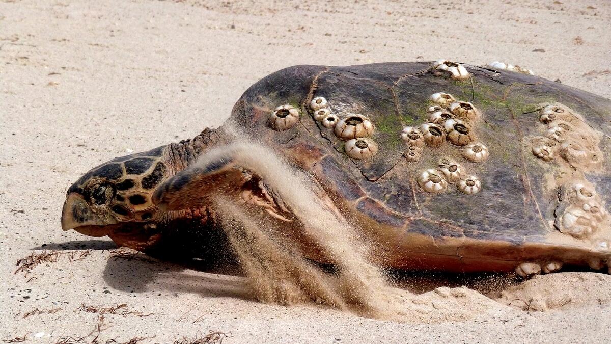 Photos: Endangered Hawksbill turtles arrive at Dubai beach