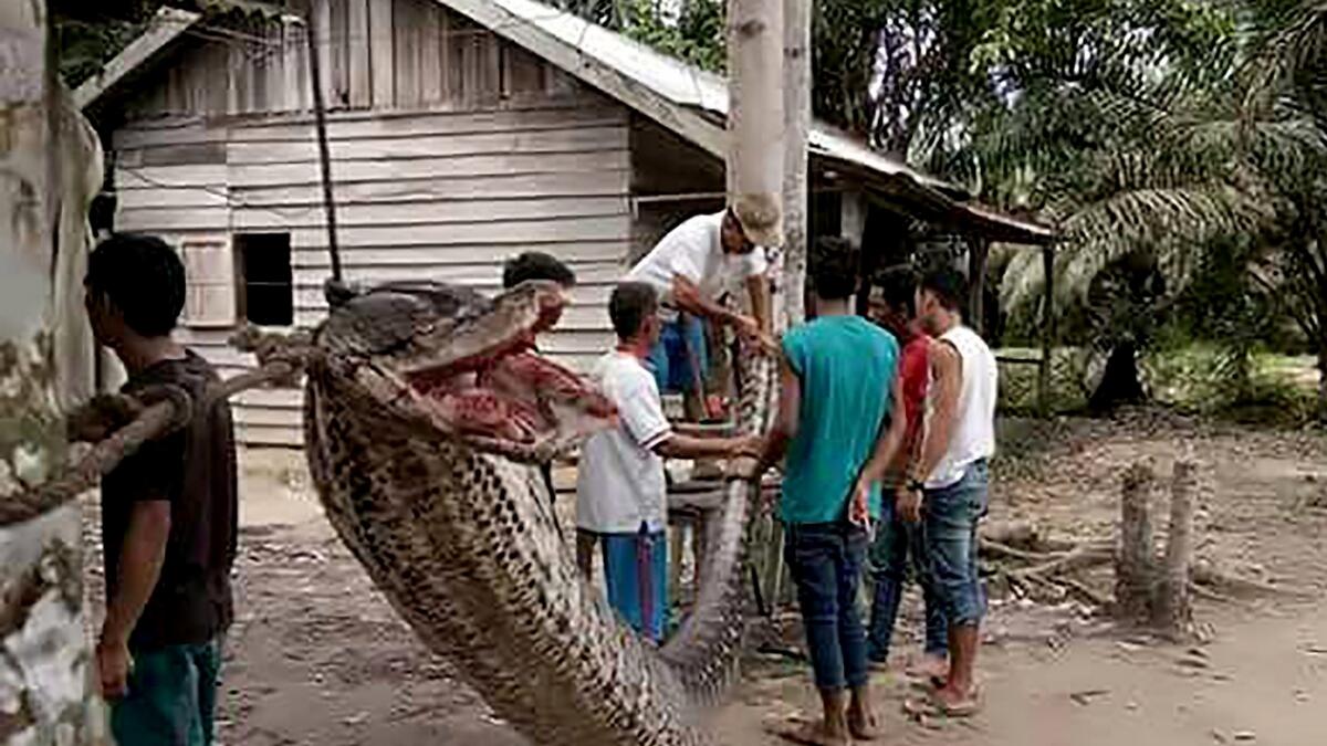 Giant python attacks man, villagers chop up reptile, eat it