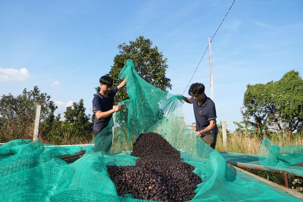 Workers dry coffee beans at a coffee factory in Dak Lak province, Vietnam on Feb. 1, 2024. — AP