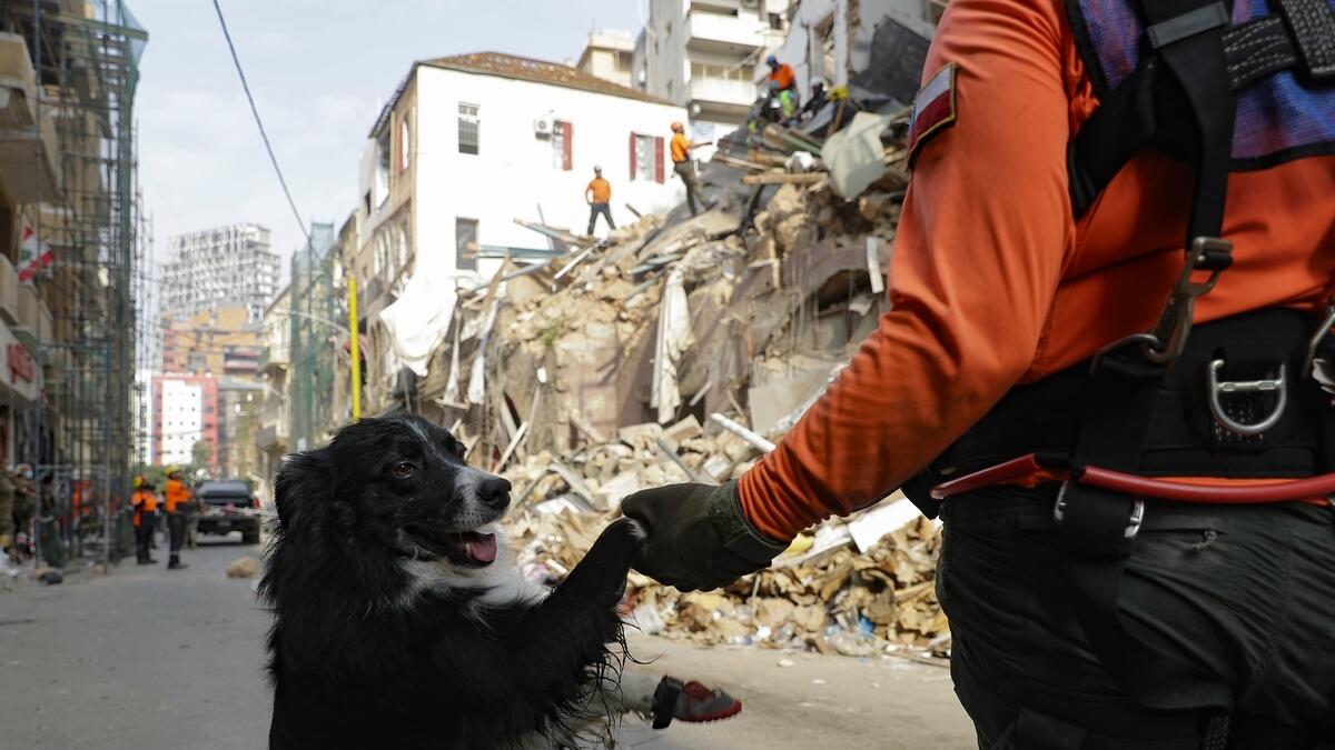 Beirut, rubble, blast, sniffer, dog, Chilean, flash, detects, life, viral