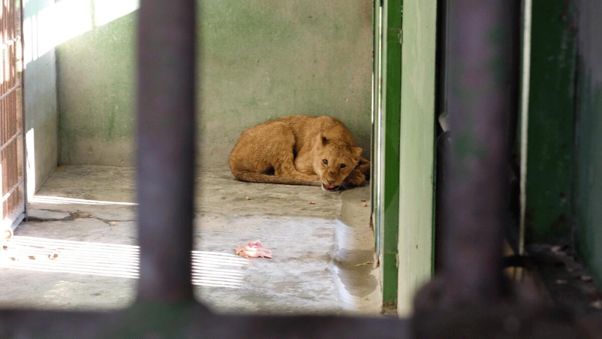 The lioness captured from Barsha street in a cage in the Dubai Zoo.