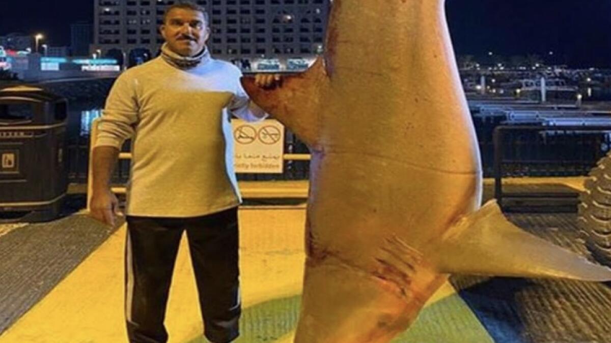 shark, emirati, fisherman, 350kg shark, uae, fujairah, catch