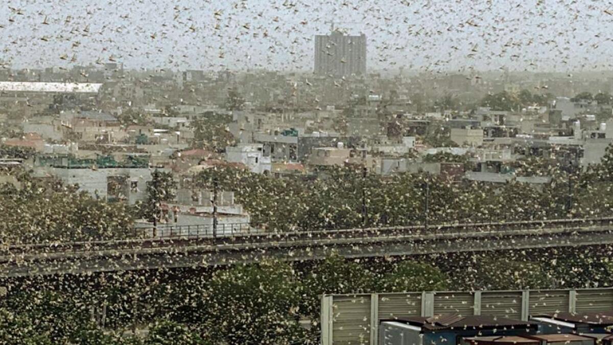A swarm of locusts flies over DLF area, in Gurugram, India. PTI Photo
