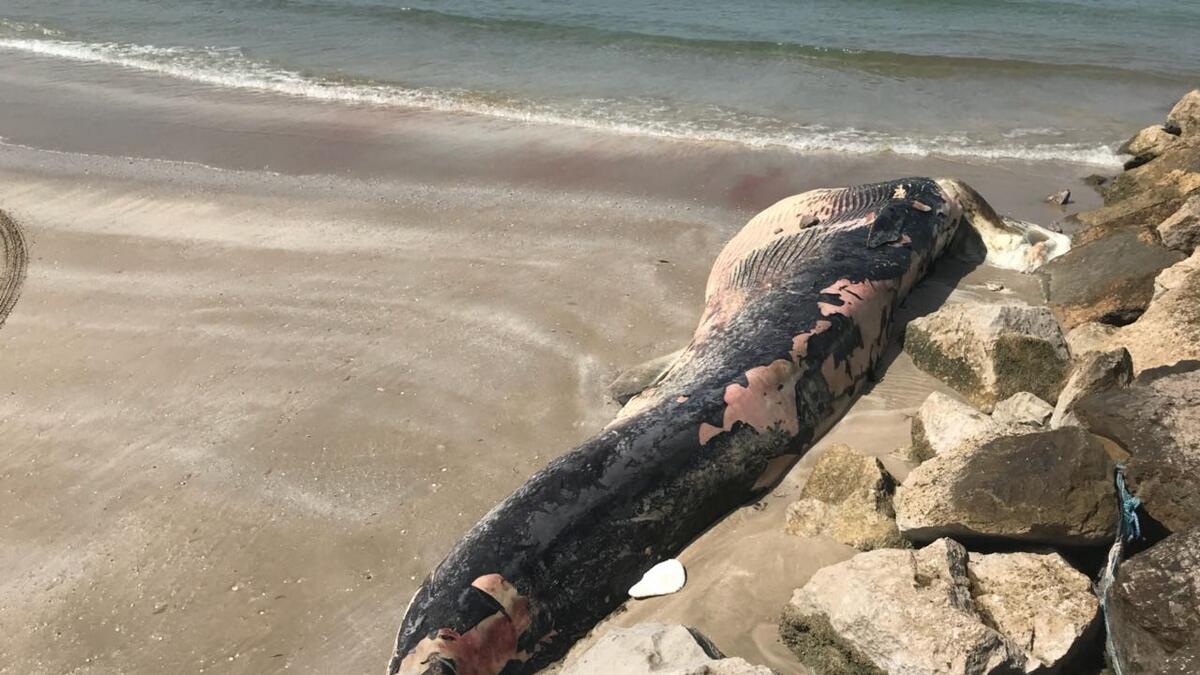 Dead whale washes up on Ras Al Khaimahs shores
